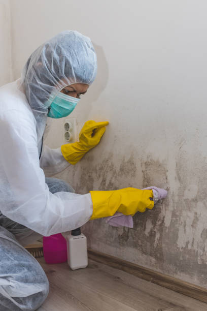Best Basement Mold Removal  in Palm Valley, FL