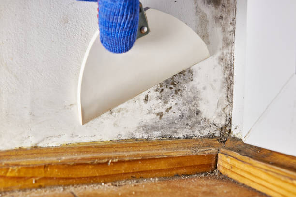 Best Biohazard Mold Removal  in Palm Valley, FL